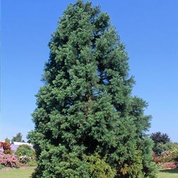 Sequoiadendron_giganteum_Glaucum_2000_1161.jpg