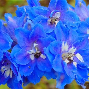 Delphinium_Jubelruf_WI_Q1.jpg