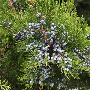 Juniperus_virginiana_Canaertii_2005_5350_b.jpg