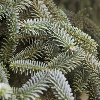 Abies pinsapo 'Kelleriis'