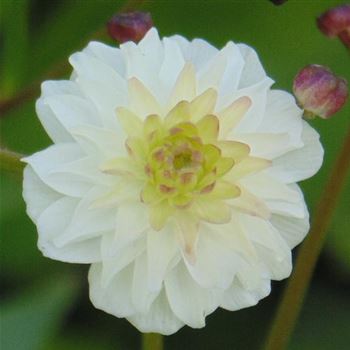 Ranunculus_aconitifolius_Pleniflorus_WI_Q1.jpg