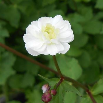 Ranunculus_aconitifolius_Pleniflorus_WI_Q2.jpg