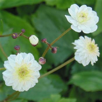 Ranunculus_aconitifolius_Pleniflorus_WI_Q3.jpg