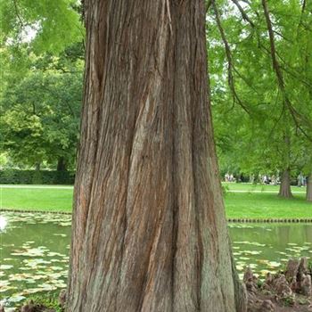 Taxodium_distichum_2009_5290.jpg