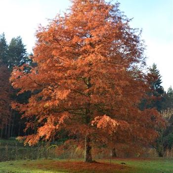 Taxodium_distichum_Herbst.JPG