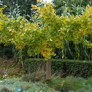 Ginkgo_biloba_Horizontalis_2010_9034_R2.jpg