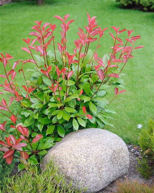Photinia 'Red Robin' von Bruns Pflanzen