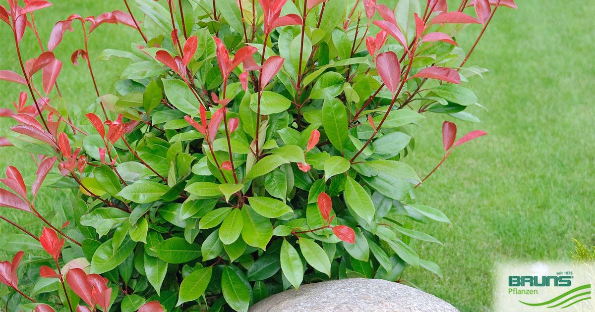Photinia 'Red Robin' von Bruns Pflanzen
