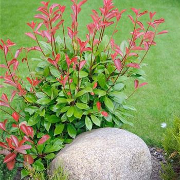 Photinia_×_fraseri_Red_Robin_2008_6698.jpg