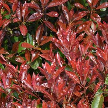 Photinia_x_fraseri_Red_Robin_1.JPG