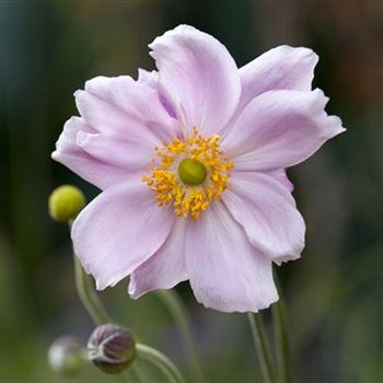 Anemone tomentosa 'Septemberglanz'