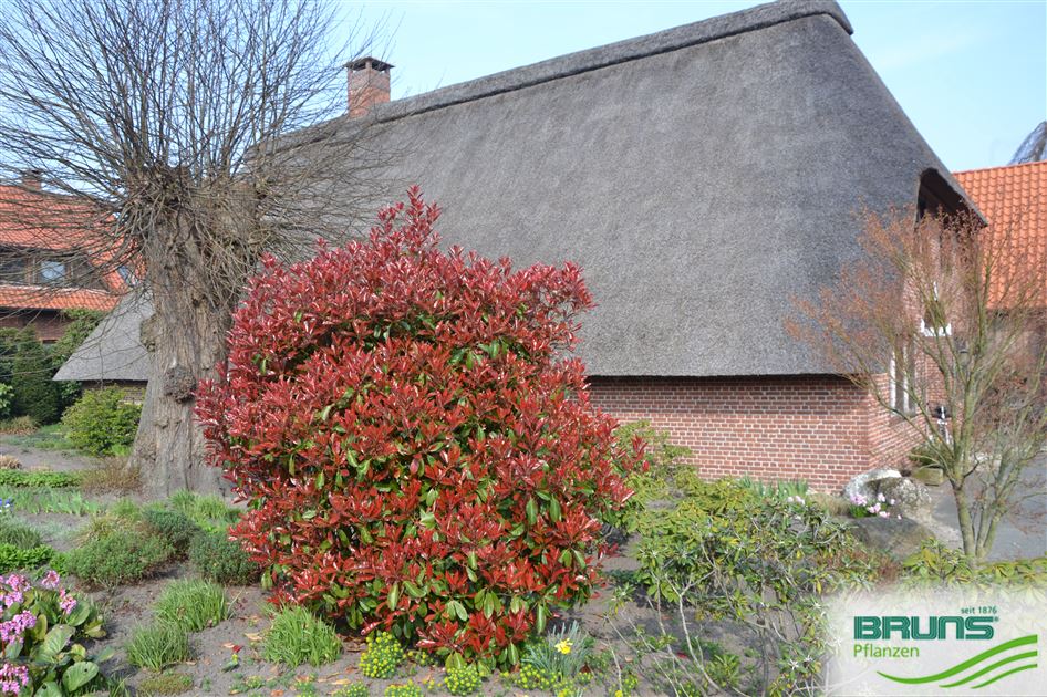 Photinia 'Red Robin' von Bruns Pflanzen