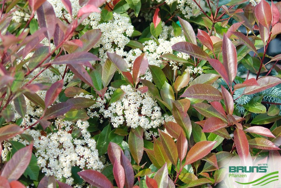 Photinia 'Red Robin' von Bruns Pflanzen