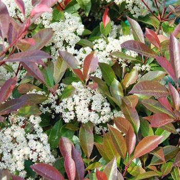 Photinia_fraseri_Red_Robin_2008_3550.jpg