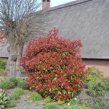 Photinia_fraseri_Red_Robin_q.jpg