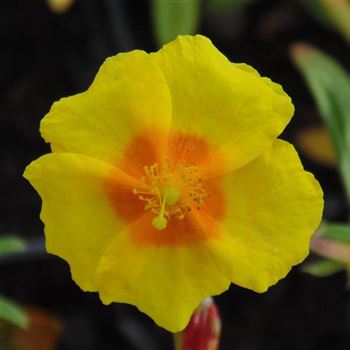 Helianthemum_Golden_Queen_WI_Q1.jpg