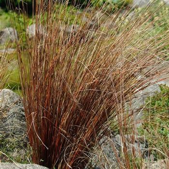 Carex_buchananii_HRM_Q1.jpg