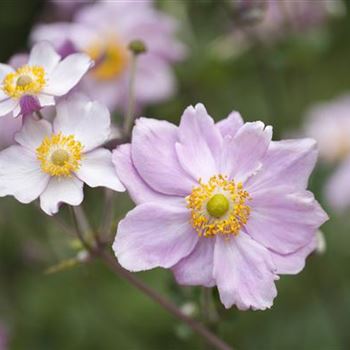 Anemone tomentosa 'Septemberglanz'