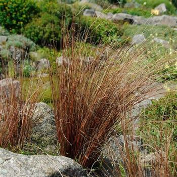 Carex_buchananii_HRM_Q2.jpg