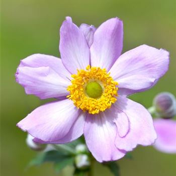 Anemone tomentosa 'Serenade'