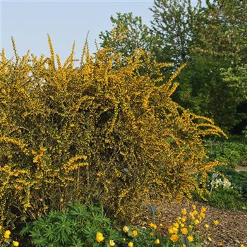 Berberis_stenophylla_2009_1914_q.jpg