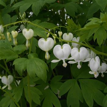 Dicentra_spectabilis_Alba_WI_Q2.jpg