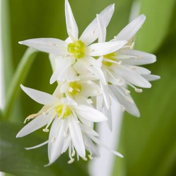 Allium ursinum