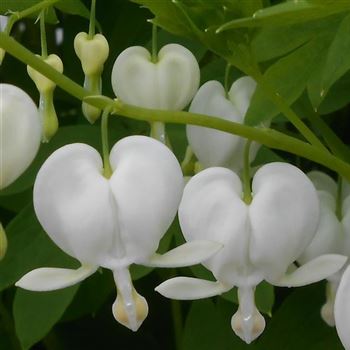 Dicentra_spectabilis_Alba_WI_Q1.jpg