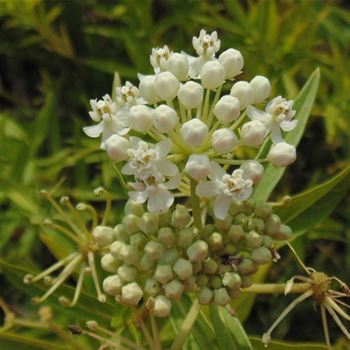 Asclepias_incarnata_Ice_Ballet_WI_Q1.jpg