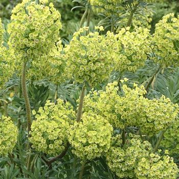 Euphorbia_characias_ssp_wulfenii_HRM_Q1.jpg