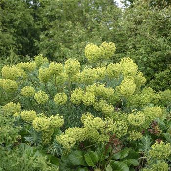 Euphorbia_characias_ssp_wulfenii_HRM_Q2.jpg