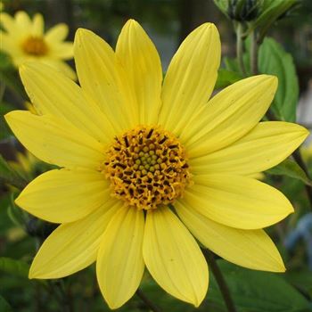 Helianthus_microcephalus_Lemon_Queen_WI_Q1.jpg