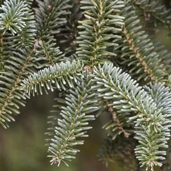 Abies pinsapo 'Kelleriis'