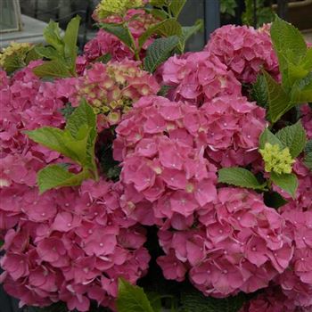 Hydrangea_Forever_Red_Q1.jpg