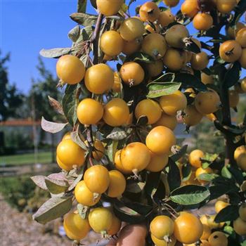 Malus_Wintergold_2000-2880.jpg