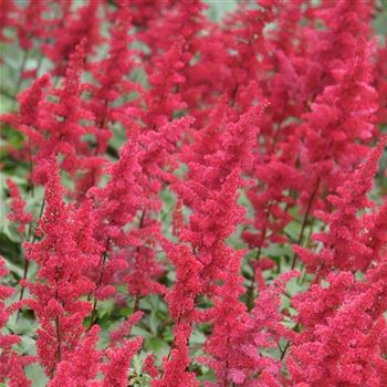 Astilbe_Fanal_HRM_Q1.jpg