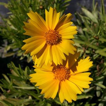 Coreopsis_grandiflora_Schnittgold_HRM_Q2.jpg