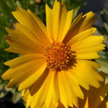 Coreopsis_grandiflora_Schnittgold_HRM_Q1.jpg