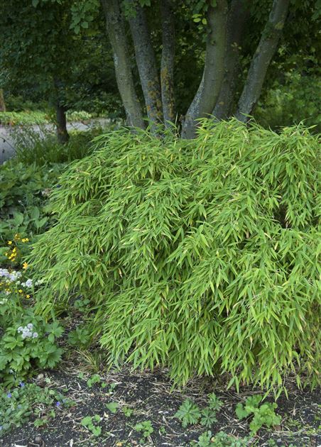 baumfreund xanadu Philodendron 