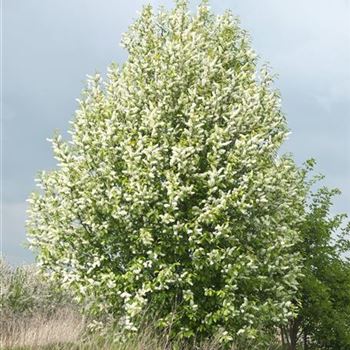 Prunus_padus_2008_1885.jpg