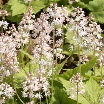 Tiarella_wherryi_HRM_Q1.jpg