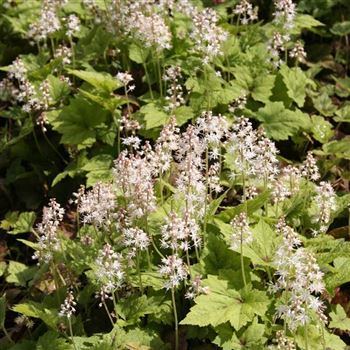 Tiarella_wherryi_HRM_Q2.jpg