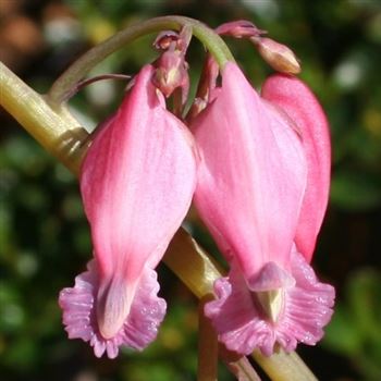 Dicentra_formosa_Luxuriant_HRM_Q1.jpg