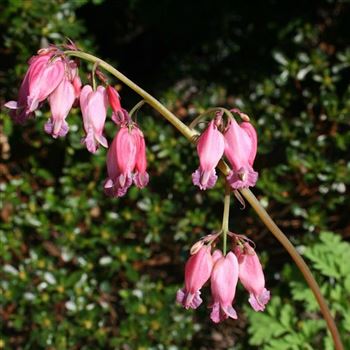 Dicentra_formosa_Luxuriant_HRM_Q2.jpg