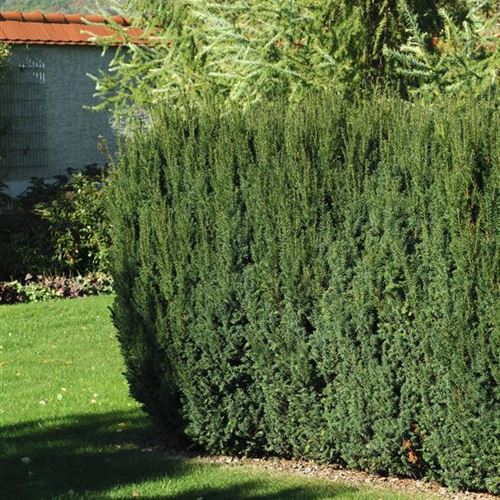Taxus baccata 'Westerstede'
