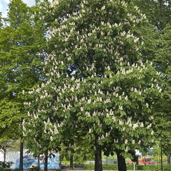 Aesculus_hippocastanum_2008_2033.jpg