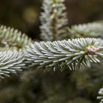 Abies pinsapo 'Kelleriis'