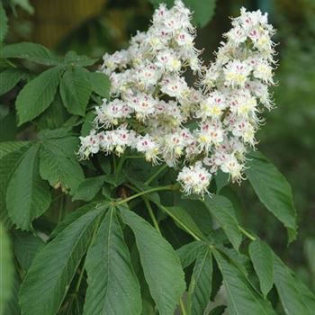 Aesculus_hippocastanum_2009_2195.jpg