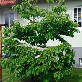 Cornus_alternifolia_2006-2264.jpg