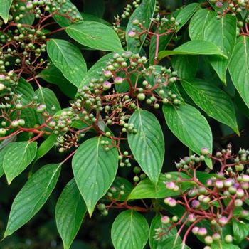 Cornus_alternifolia_2006-3790.jpg